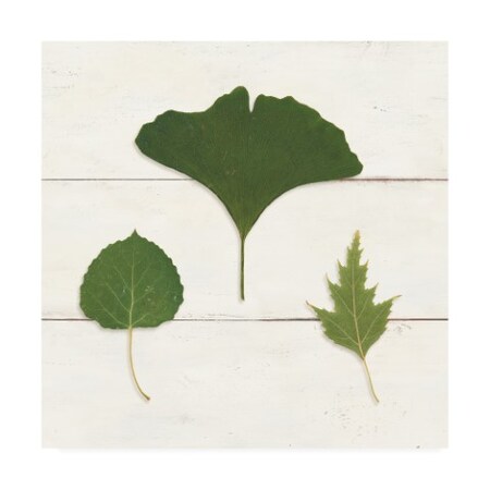 Trademark Fine Art Wild Apple Portfolio 'Leaf Chart Iv Shiplap' Canvas Art, 14x14 WAP09987-C1414GG